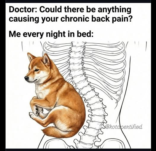 lucy_linne's tweet image. No idea.

#dogs #dogmums #authrolife