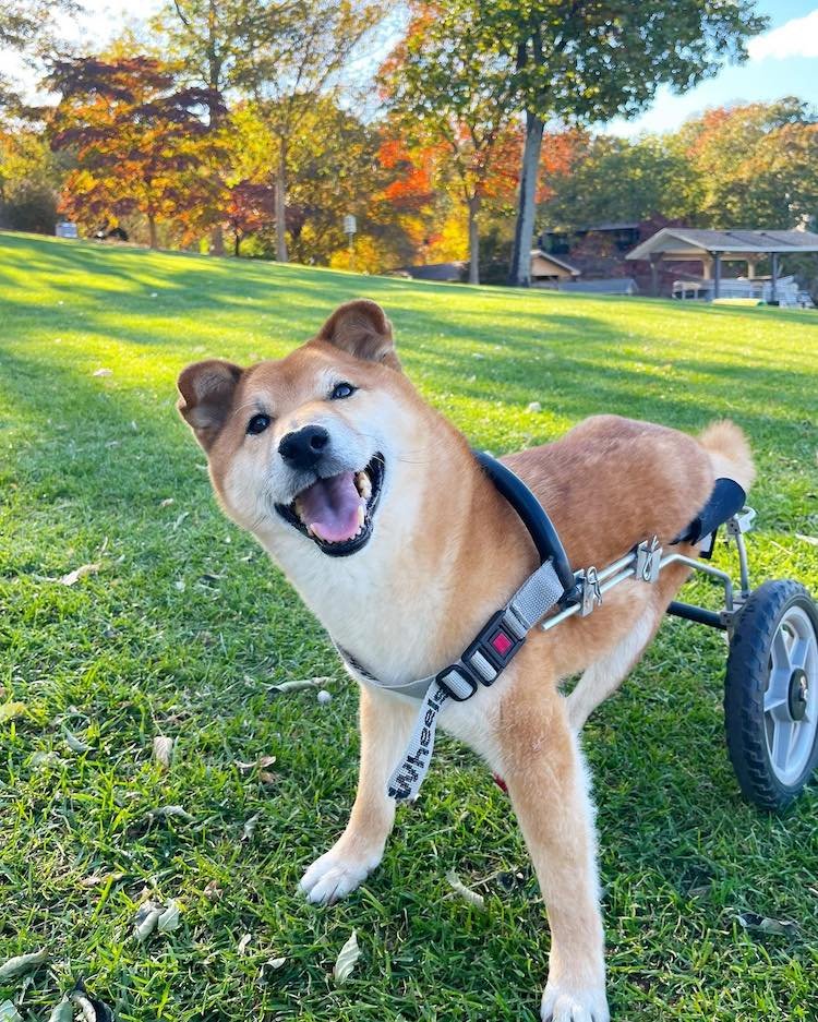 Yokai Capital tweet media