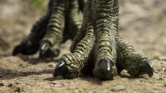T-Rex tweet media