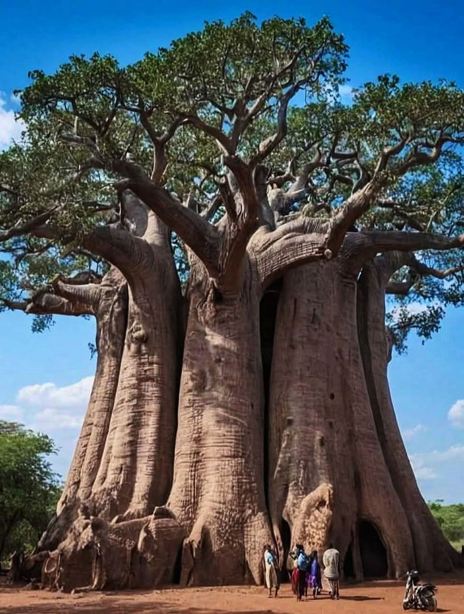 Wondrous Nature tweet media