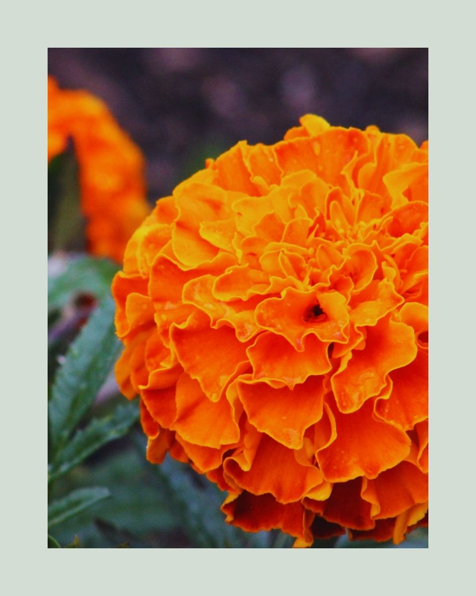 Agriscaping tweet media