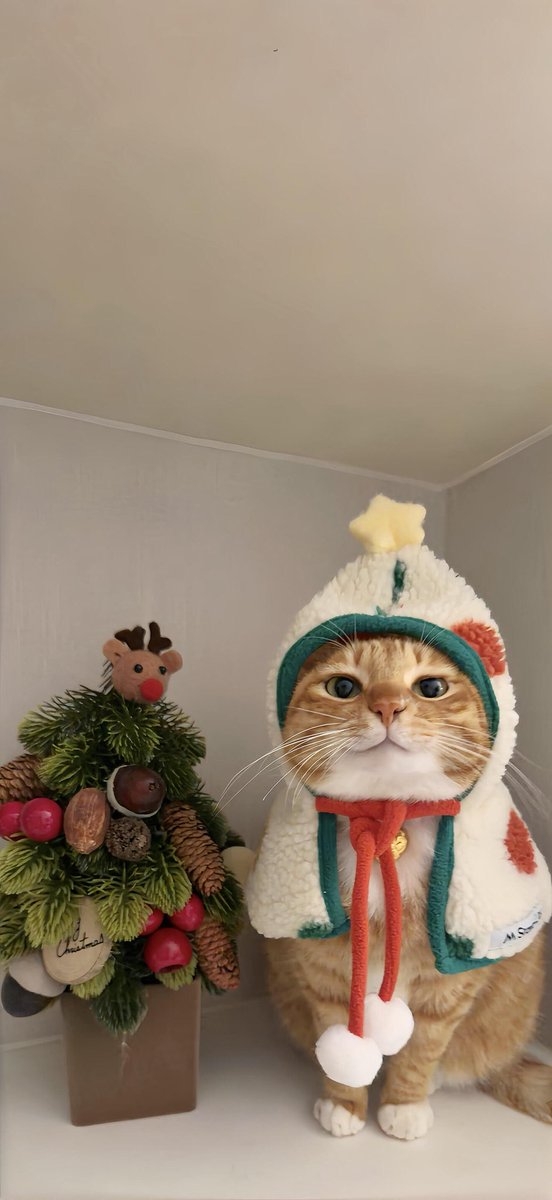 小猫壁纸
#cat