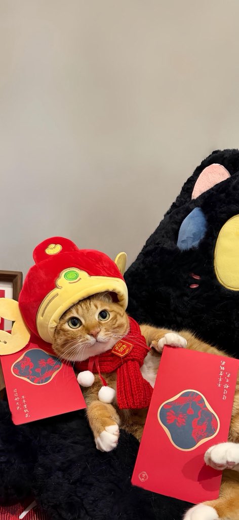 小猫壁纸
#cat
