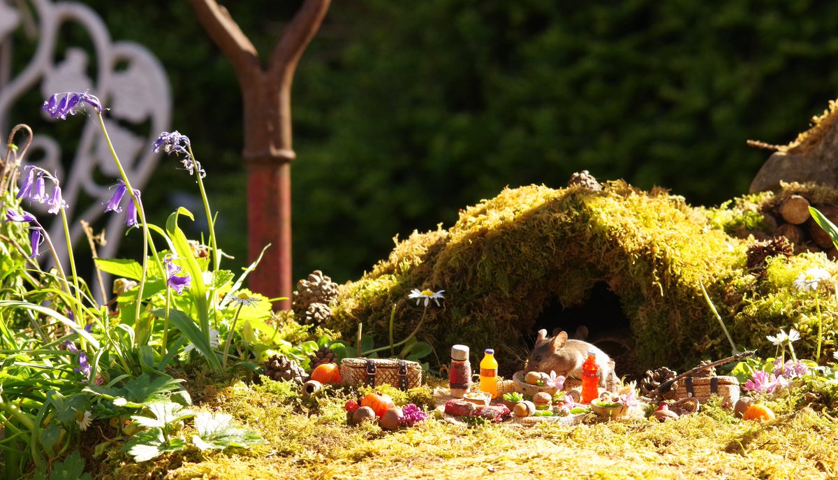 Been such a lovely day that me and the mice thought we would have a picnic in the garden  . But now I think we may have got a bit to much sunshine on our ears so may need to head indoors for a mid day nanny nap .