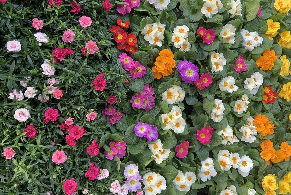 bellelauder1's tweet image. It’s like a living rainbow in flower form. 🌺🌼🍀🌸 #flower  #naturebeauty  #FlowersForEveryone 

Pic by @peac4love