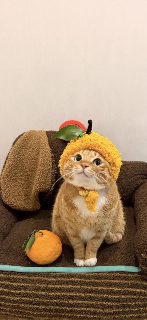 小猫壁纸
#cat
