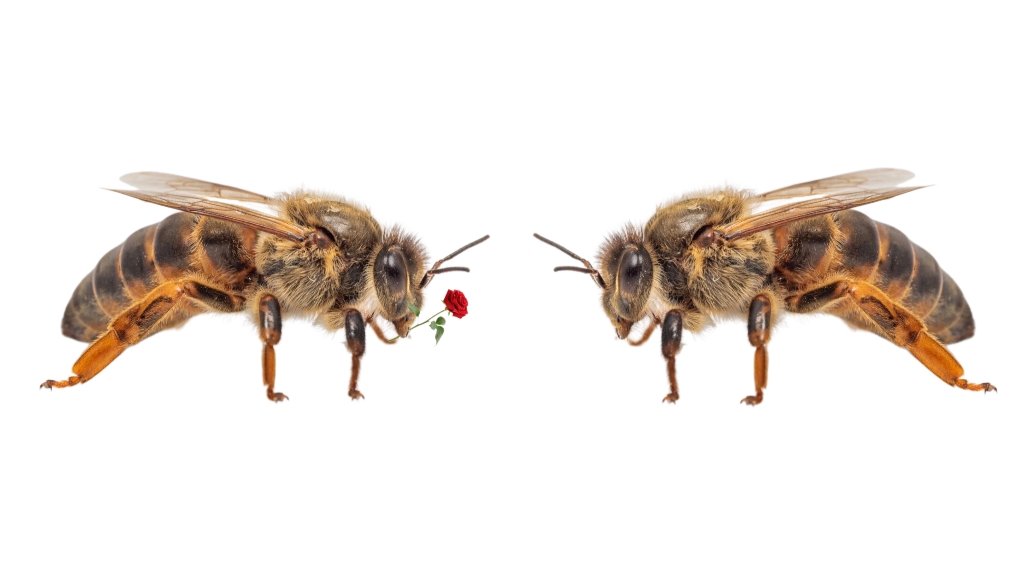 12,000 angry bees tweet media