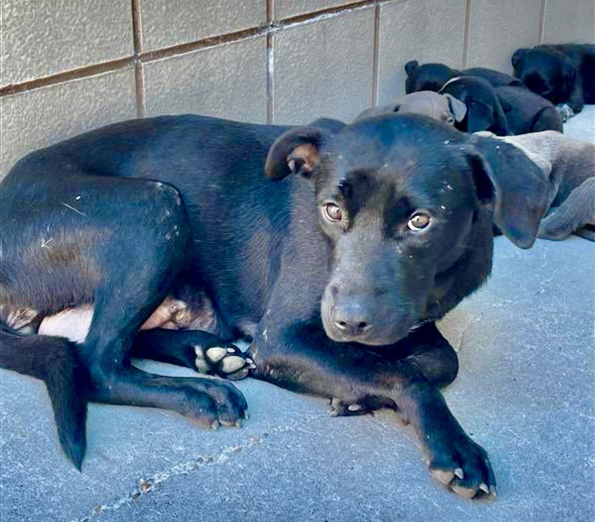 Cheryl Ramirez tweet media