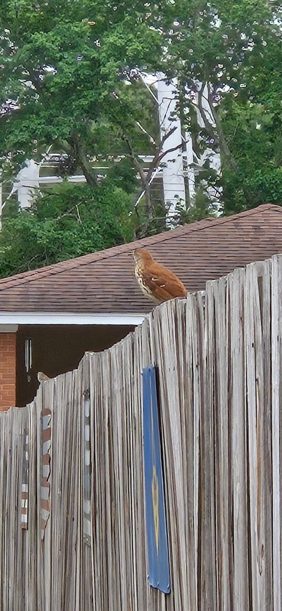 KvKOutDoorZ's tweet image. Ok 👍 👌 
Updates on #spring wake up
#outdoors 
Follow &amp;amp; share!

Projects 
Tips
Tricks 
Facts
&amp;amp; much more!
#bird #BirdsSeenIn2026 this year we will be seeing a lot more #birds 
@KvKOutDoorZ
