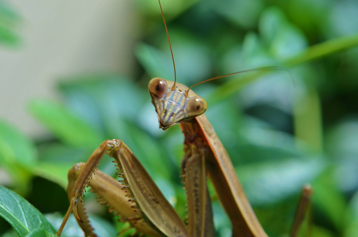 XmxHowes's tweet image. This was my first bug photo, I was hooked! Available here linda-howes.pixels.com/featured/missy…

#InsectThursday #wallartforsale #PrayingMantis #Cute #adorable #bug #macro #Closeup #insects #nature #bigeyes #LindaHowes #gifts #giftideas #naturePhotography
