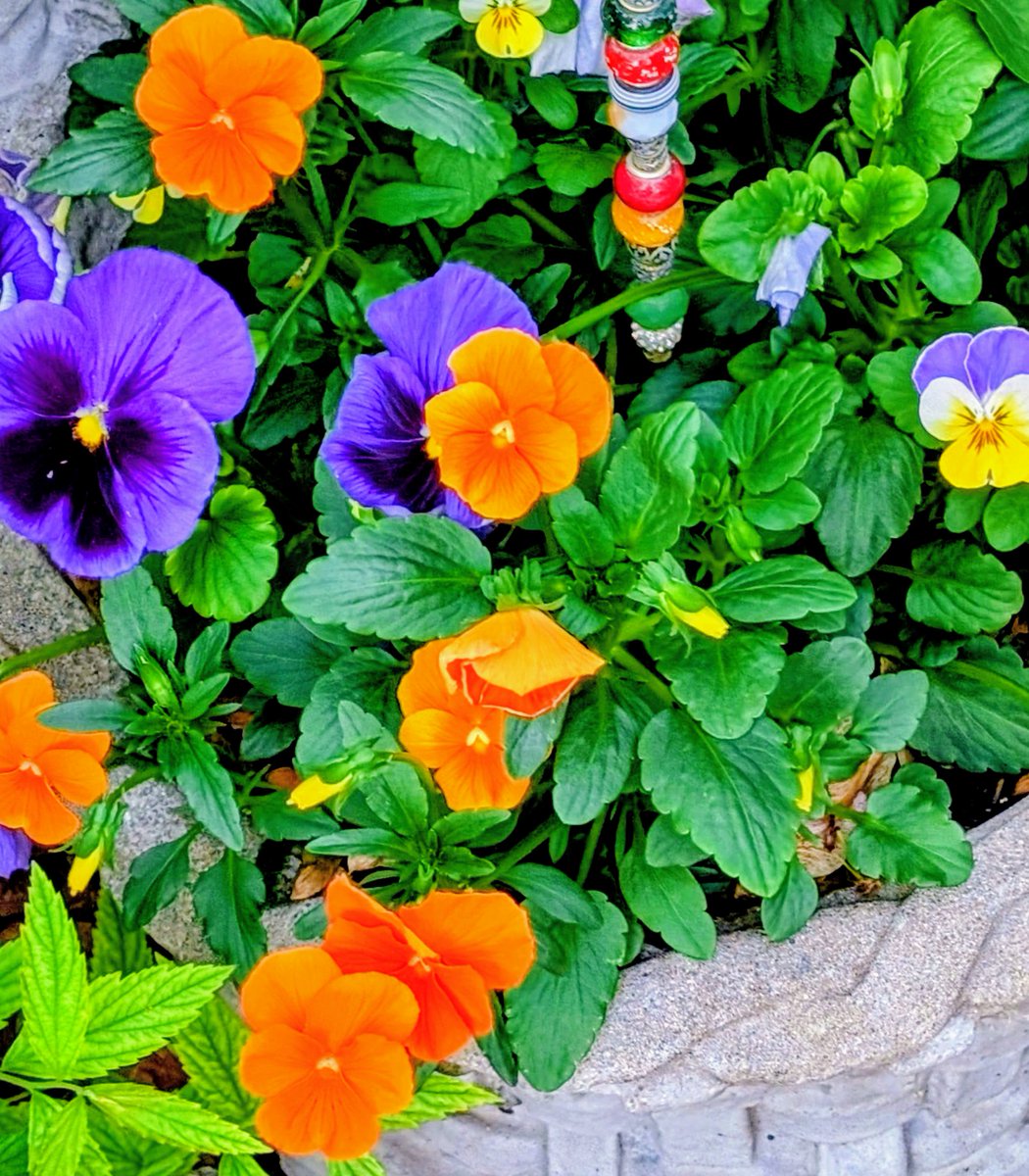 billiesucher's tweet photo. 🌿 It's almost May 1st 

and I'm scurrying about

gathering flowers, getting treats 

for May baskets no doubt.

I'll create them with love

then dash to the door 

and run like the wind 

for some May Basket lore. 
#MayBaskets  #friends 
#flowers #traditions https://t.co/Z0Joejz5RX