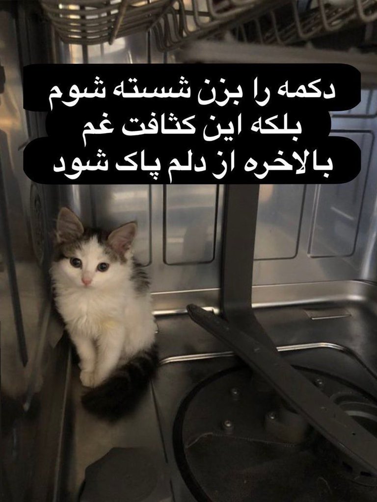 شیرین tweet media