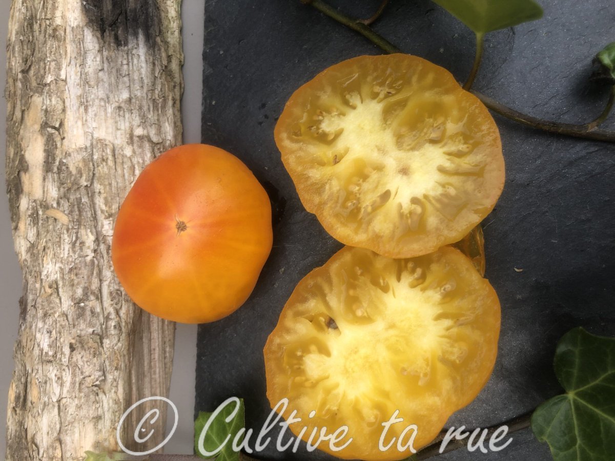CultiveTaRue's tweet image. CULTIVE TA RUE

Tasmanian blushing yellow 

aplatie 
Australie 
mi-saison 
Indéterminé 
Infos : cultivetarue.fr/produit/tasman…
#tomato #biodiversity
