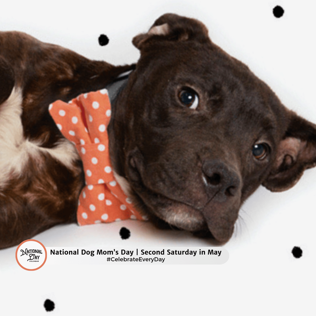 CelebrateNDC's tweet photo. Show off those fur babies! 🐾 Whether they’re pampered or chaotic, we want to see your dog mom life. Drop a photo of you and your pup below! 🐶❤️

#DogMomsDay #NationalDayCalendar #CelebrateEveryDay https://t.co/mvM381OGNF