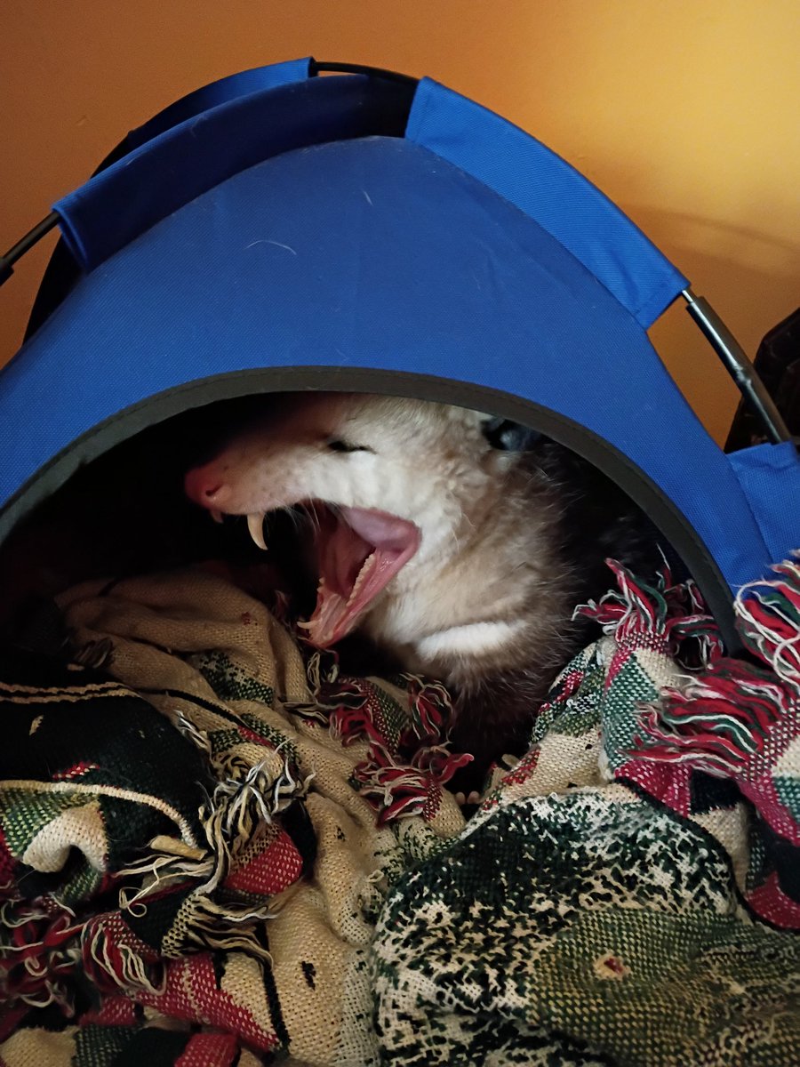 Possum Extremist tweet media