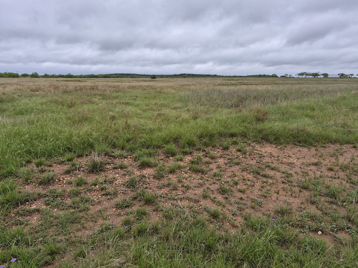 Texas A&M Forest Service tweet media
