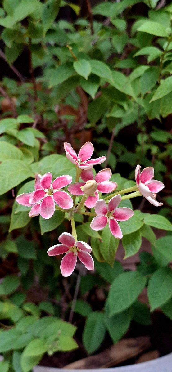 artist_tree19's tweet image. First bloom of Madhumalti🌸
#home