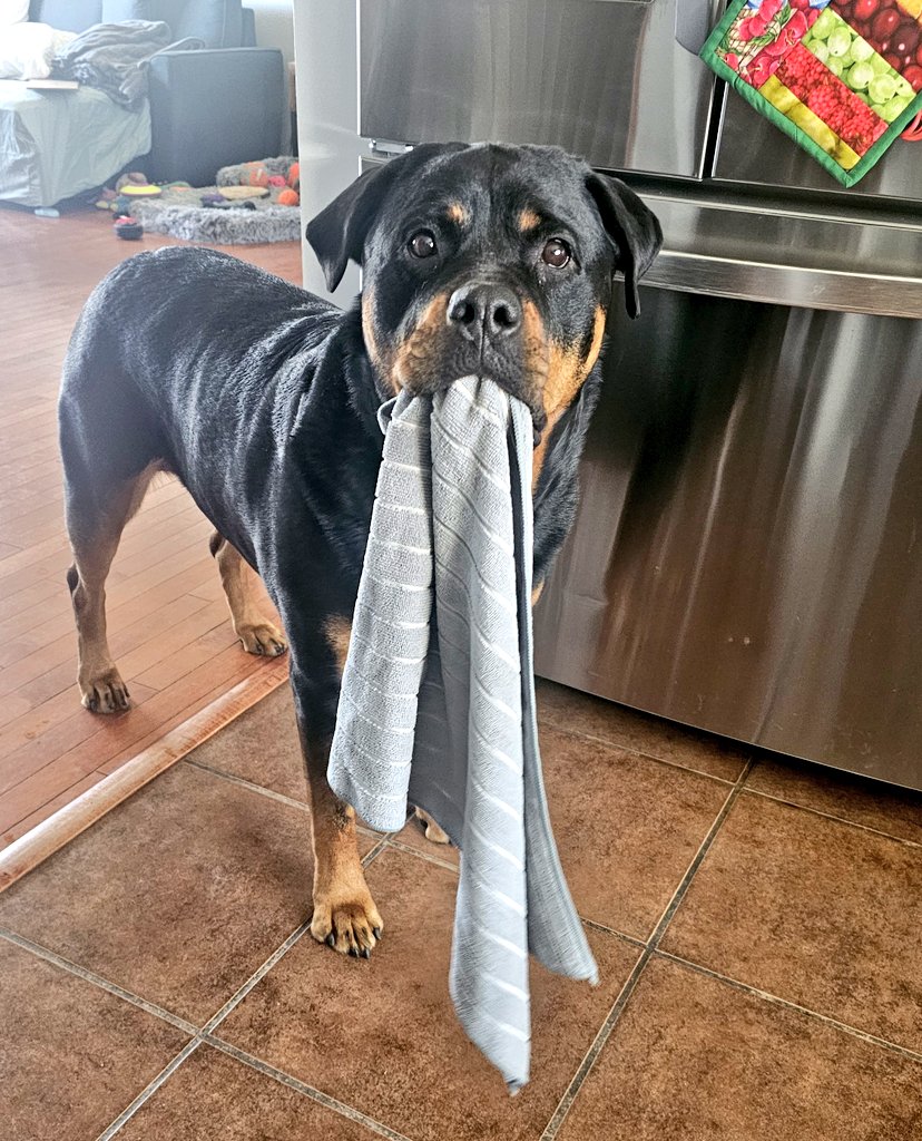 Team Servicerottie🇨🇦🐕‍🦺🦽 tweet media