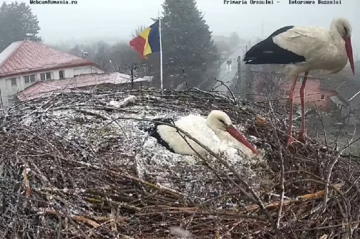 irene_makarenko's tweet image. #thursdayvibes🌡️
April 30, 2026🚩Climate Awareness

🌨️Hailstorm in Swat Valley, Khyber Pakhtunkhwa, #Pakistan
❄️Storks in a snow-covered nest in #Romania
❄️The April 30 night was frosty for most of #Europe
🌡️Record-breaking heat in #Siberia: sharp t jump before the onset of cold