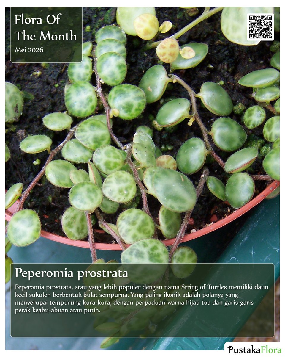 PustakaFlora's tweet image. Flora of the month Mei 2026 : Peperomia prostrata dengan nama lokal peperomia (indonesia) , string of turtle (inggris)
info selengkapnya : pustakaflora.blogspot.com/2021/12/pepero…
#arsitekturlansekap #arsitekturlanskap #landscapearchitecture #arsitekturlandscape #FloraOfTheMonth #wlam2026