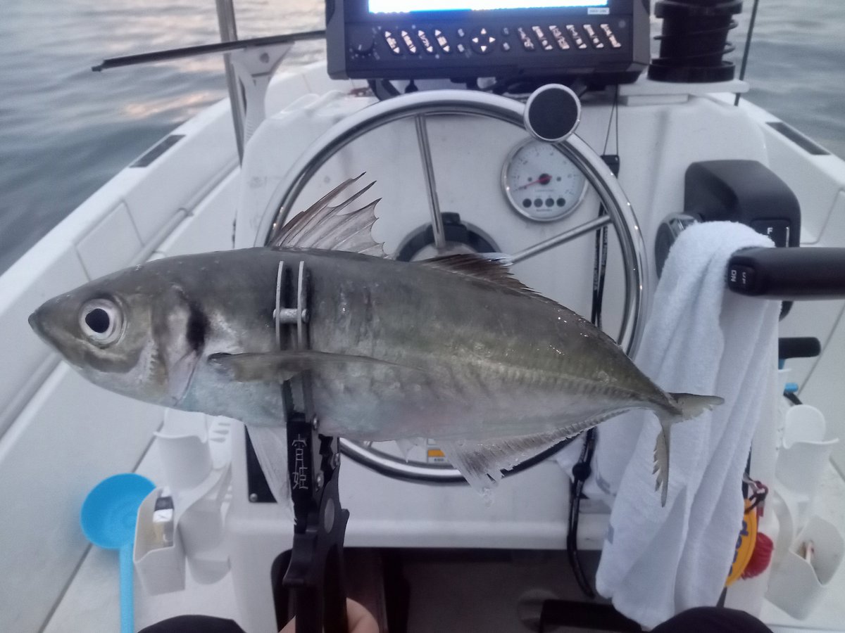 ブリーフ太郎🐟 tweet media