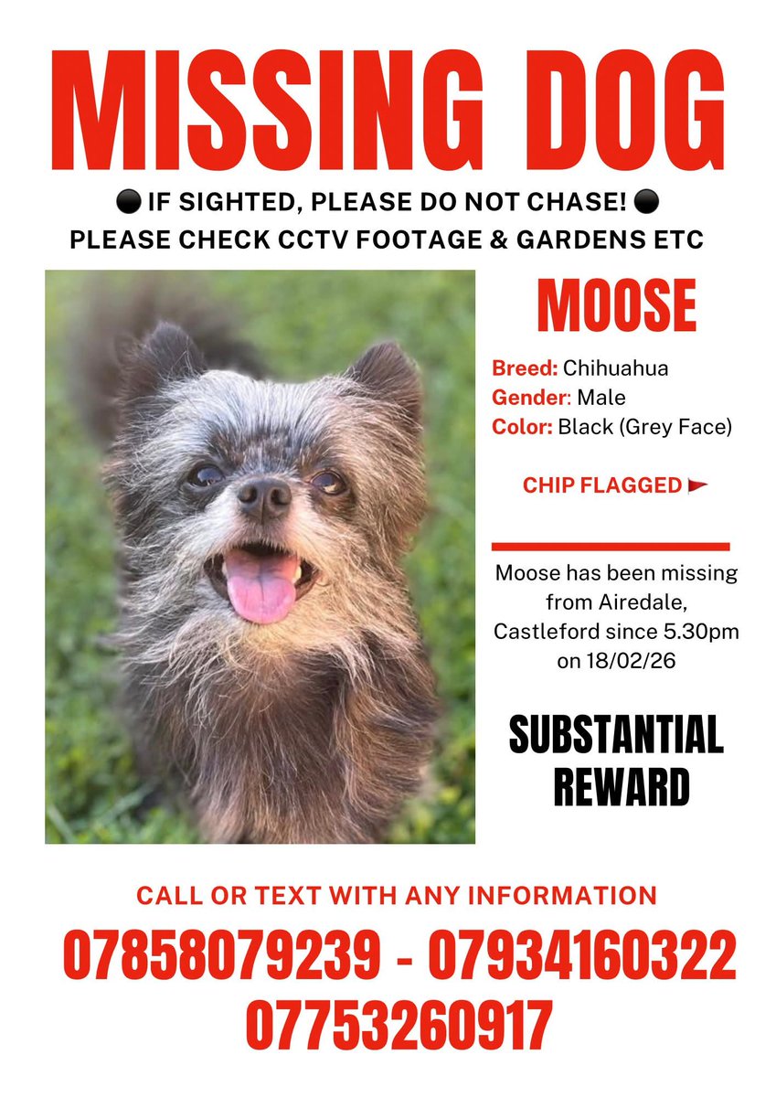 MissingPetsGB's tweet photo. Shared for MOOSE - please share URGENTLY

Potential sighting of Moose near Queens Park, #Castleford 16/04/26 at approx 5.30am. 

If you live in the surrounding area, please can you URGENTLY check your cameras for any sign of him around this day and time.

@JLMYorks https://t.co/hsSEcs7IHl