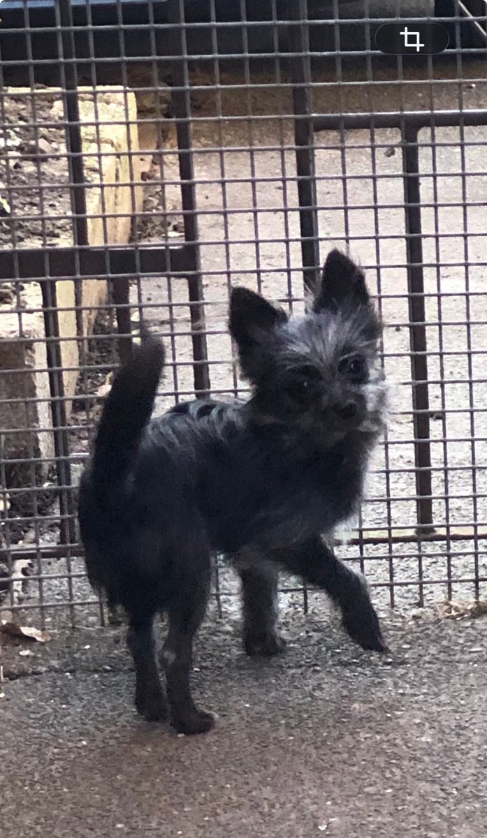Shared for MOOSE - please share URGENTLY

Potential sighting of Moose near Queens Park, #Castleford 16/04/26 at approx 5.30am. 

If you live in the surrounding area, please can you URGENTLY check your cameras for any sign of him around this day and time.

<a href="/JLMYorks/">Jordinary</a>