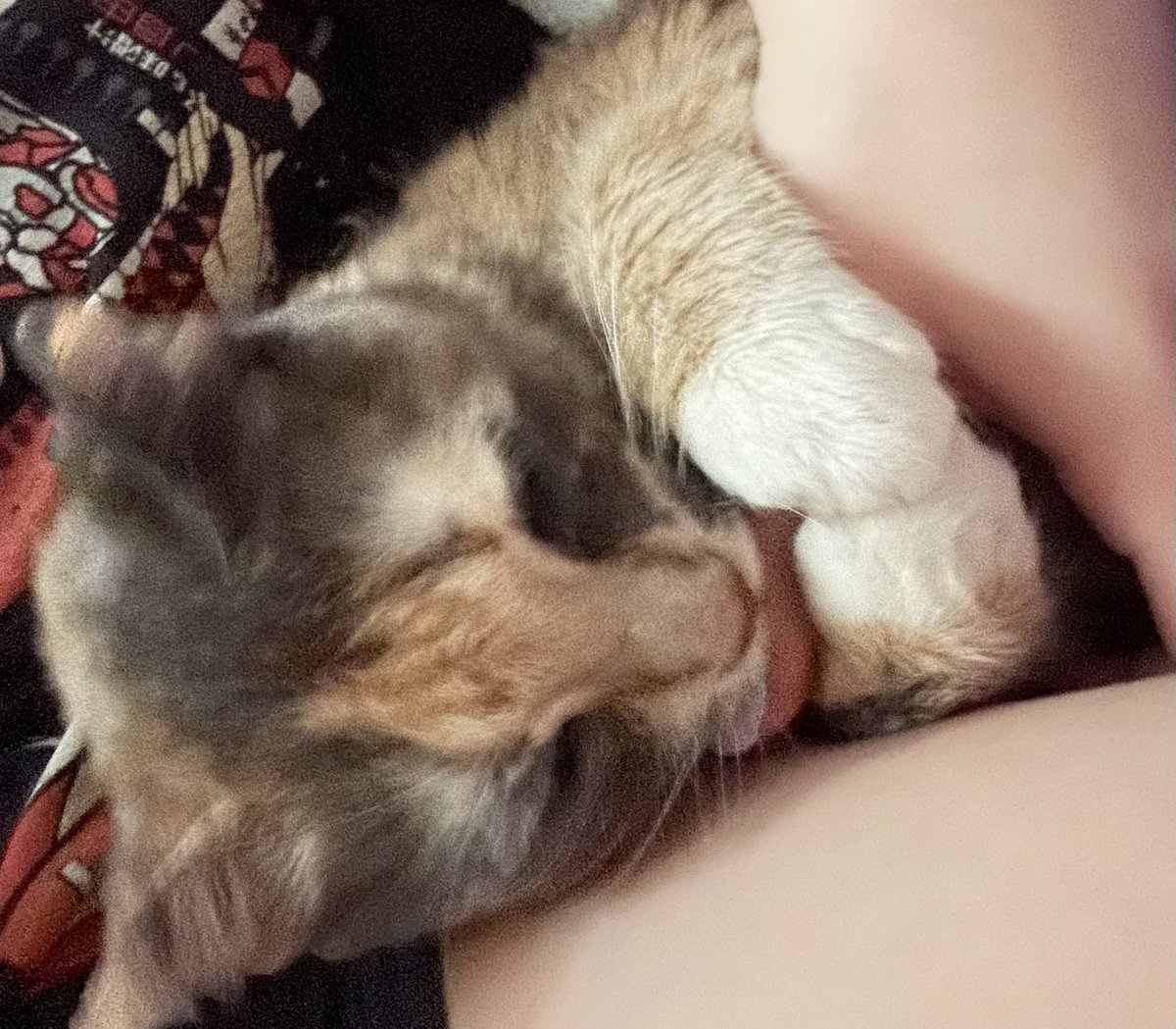 Don’t mind my cat casually munching my thumb as we were cuddling