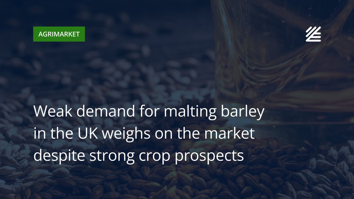 UkrAgroConsult's tweet image. 🇬🇧 Weak demand for malting #barley in the #UK weighs on the market

Winter barley crop prospects remain positive, with fields developing better than last year and weather conditions supporting stable production in 2026. 

More details 👉ukragroconsult.com/?p=314887