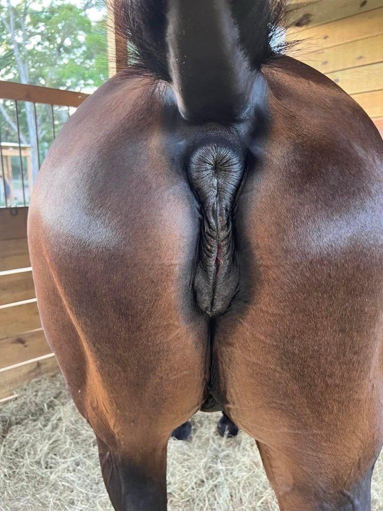 Stallion tweet media