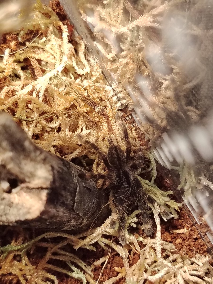 _ikfz's tweet photo. Back at eeeet!

Poecilotheria Ornata https://t.co/KL1GtbOCc7