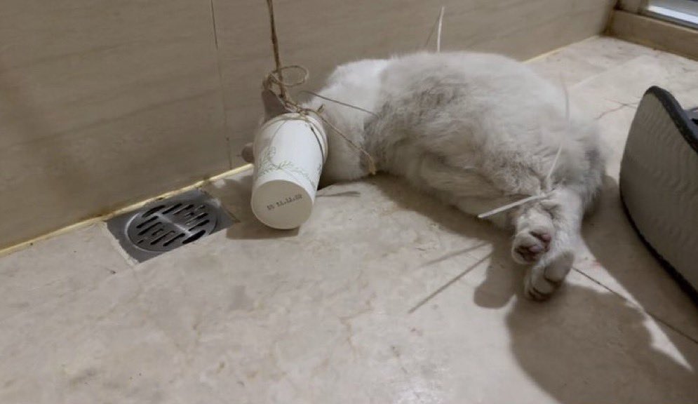 ECOAlphaTango's tweet image. Please, help spread the word as far and wide as you can!

#ChineseCatTortureRings #AnimalTortureForFun #China 

#TheRealChina 🇨🇳😑🇨🇳 #SavageChina