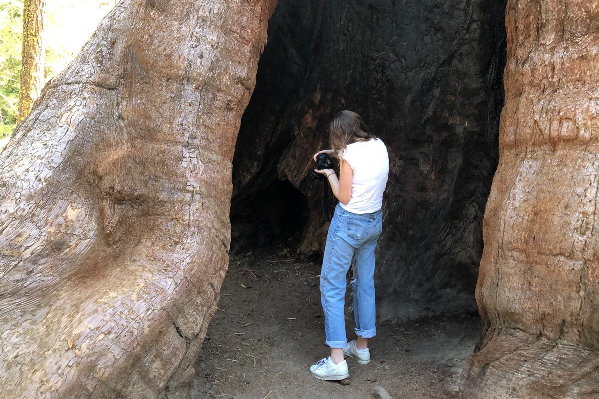 cahighsierra's tweet image. The name #SequoiaNationalForest fits well for this gorgeous 1.1 million acres. It covers 3 counties, 6 #wilderness areas, and a national monument. Plus over 196,000 acres of old growth trees.. and #GiantSequoias are only one of the many found.

👉  🌳  californiahighsierra.com/trips/national…