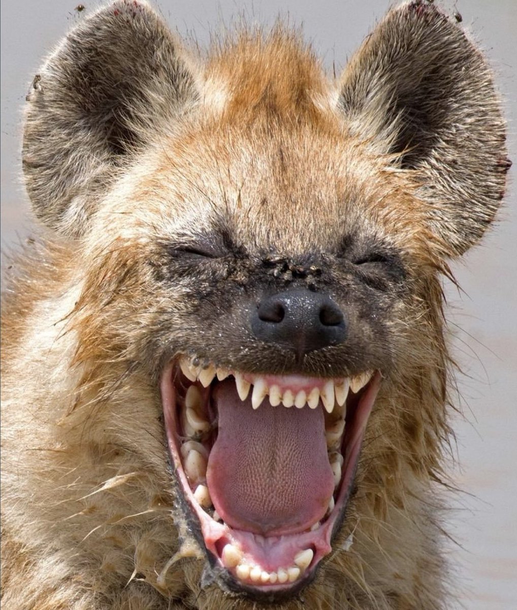 <a href="/catturd2/">Catturd ™</a> <a href="/Sherry40614670/">Sherry</a> I can’t get this pic out of my head…