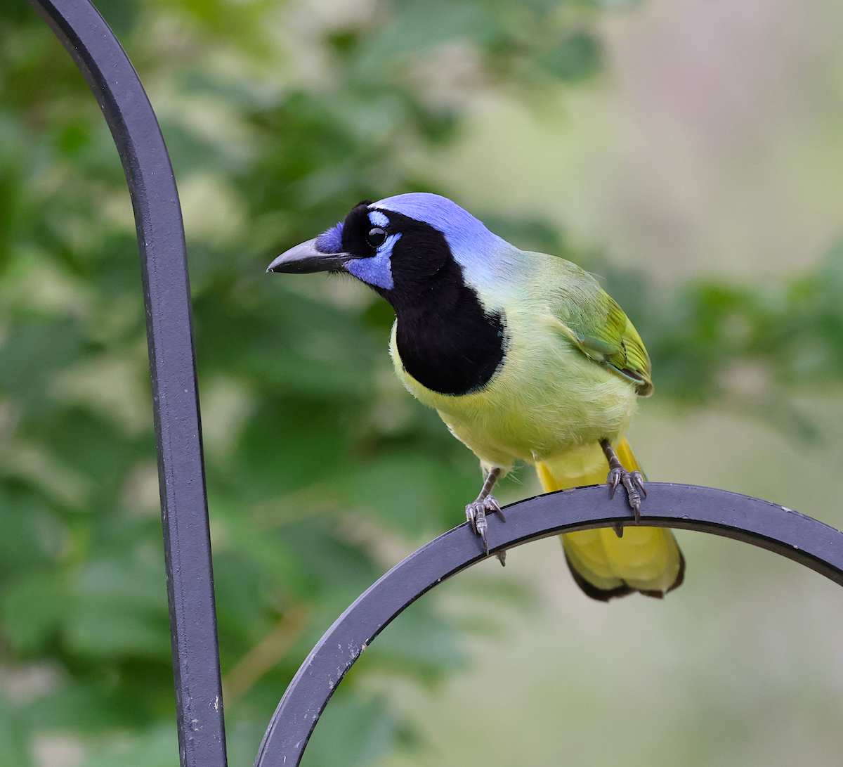 TexasBirder tweet media