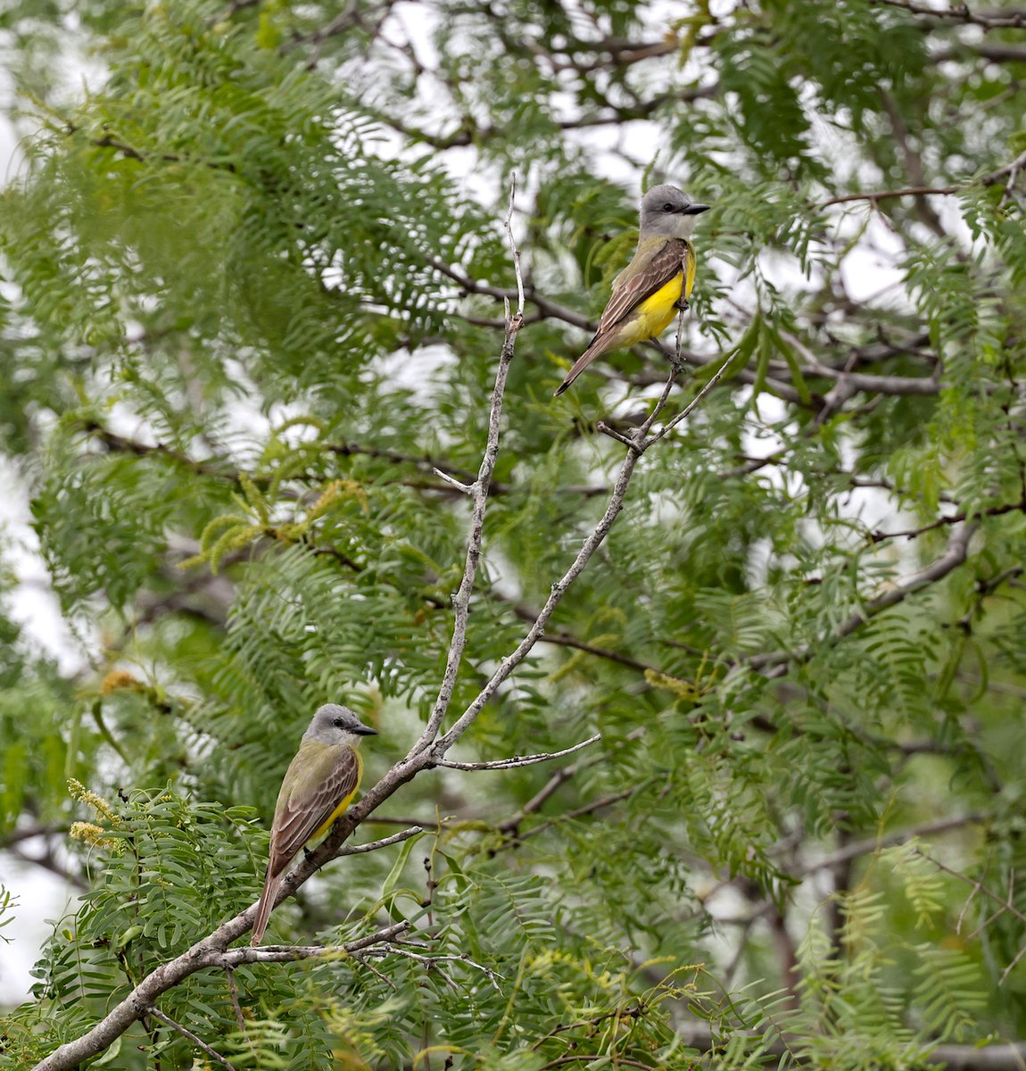 TexasBirder tweet media