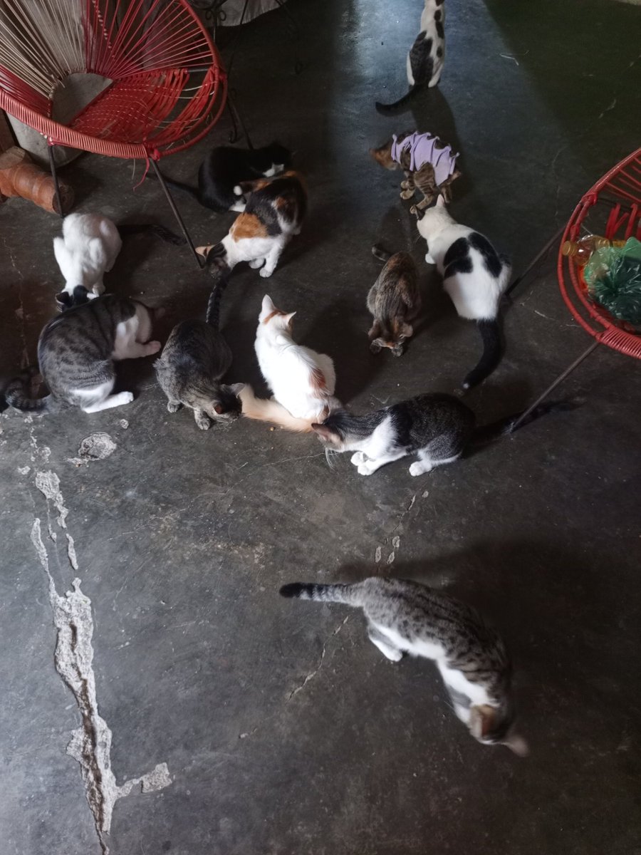 Emir761's tweet photo. @browserpplub Algunos de mis 21 rescataditos 😻 https://t.co/tJu2Kv63pu