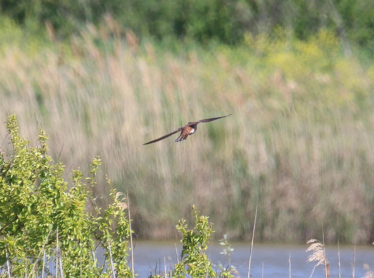 wildlife nick tweet media