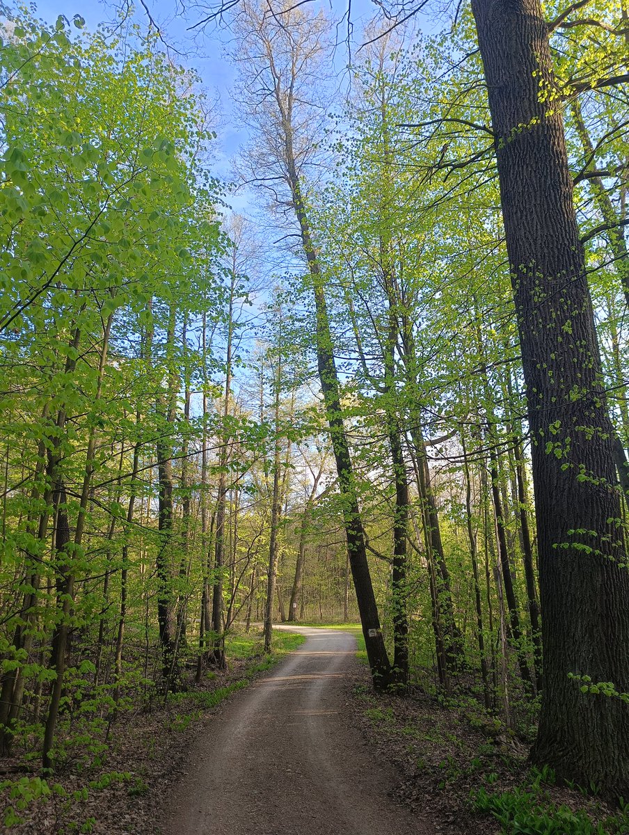 GGanszczyk's tweet image. Słoneczny, ostatni dzień kwietnia. Za rogiem czeka już maj! 😎❤️🚴🍀 #bike #Forest #April30th #Spring #NaturePhotography