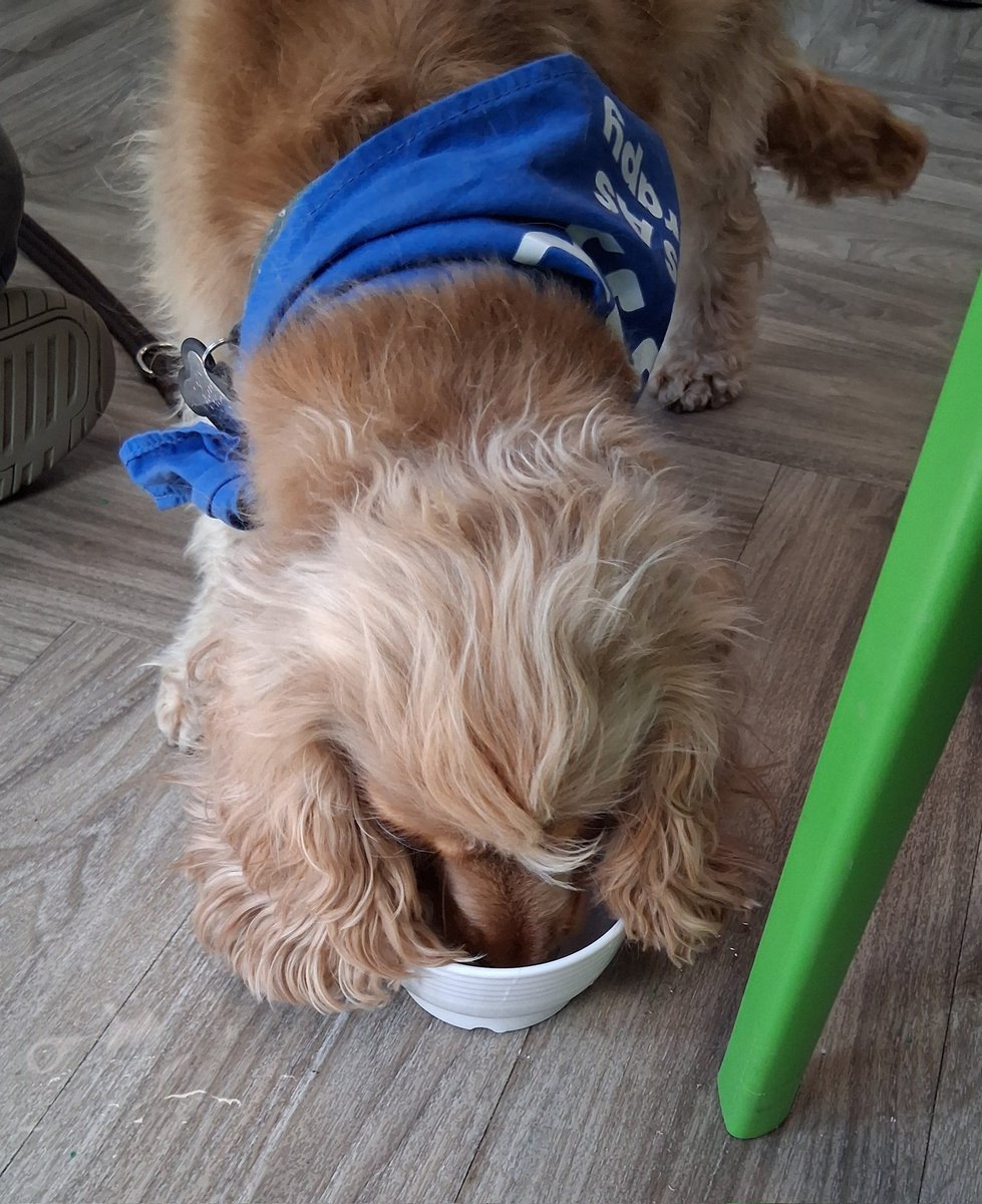 sodelafo's tweet image. Thirsty work being a therapy dog. #animaltherapy #pettherapy Everyone adored Stevie, who came to visit patients on Arden ward today. @PennineCareNHS @Djbatch07 @mattwalshNDQ @Michelledavisq