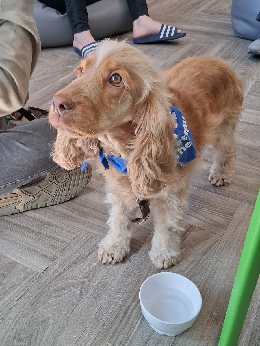 sodelafo's tweet image. Thirsty work being a therapy dog. #animaltherapy #pettherapy Everyone adored Stevie, who came to visit patients on Arden ward today. @PennineCareNHS @Djbatch07 @mattwalshNDQ @Michelledavisq