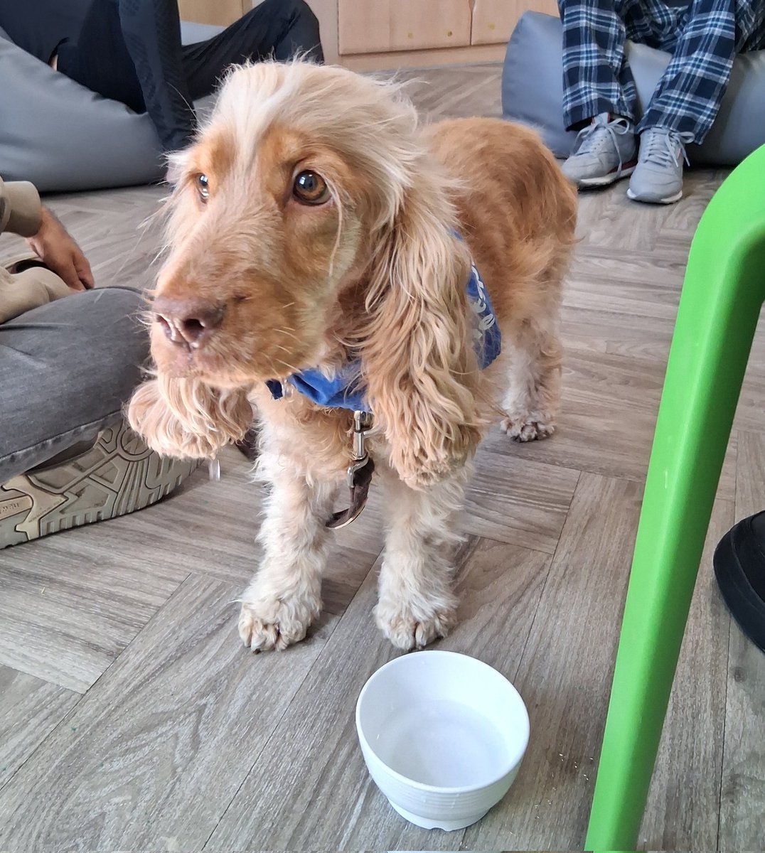 sodelafo's tweet image. Thirsty work being a therapy dog. #animaltherapy #pettherapy Everyone adored Stevie, who came to visit patients on Arden ward today. @PennineCareNHS @Djbatch07 @mattwalshNDQ @Michelledavisq