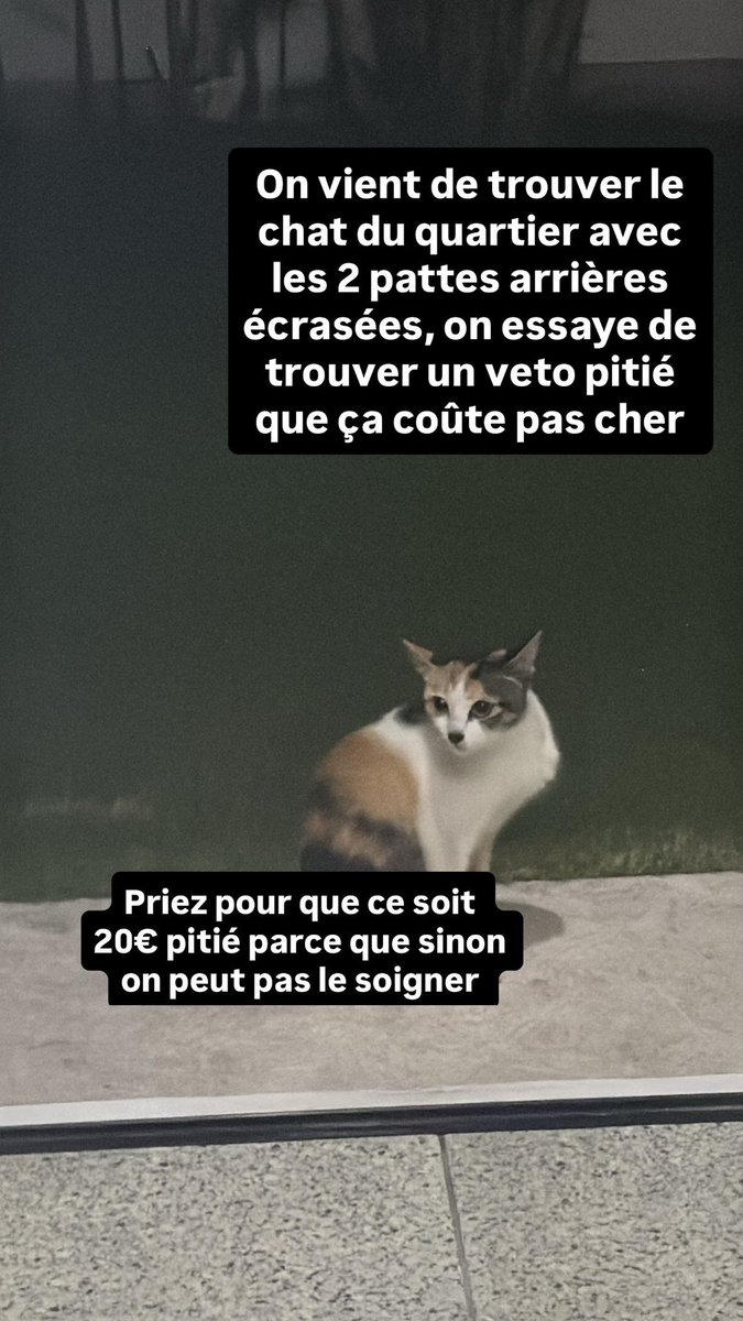 _miaoumiaou_'s tweet photo. Je lance une perche mais on vient de trouver un chat qu’on a pas pu laisser mourir devant nos yeux. Donc on la emmené chez le veto et soigner https://t.co/7bcNJGY8cU