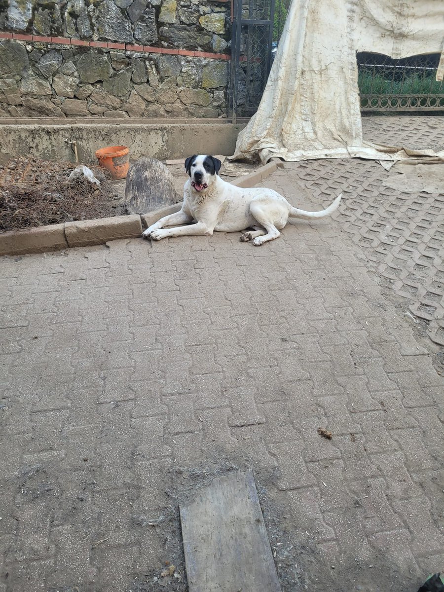 animallover tweet media