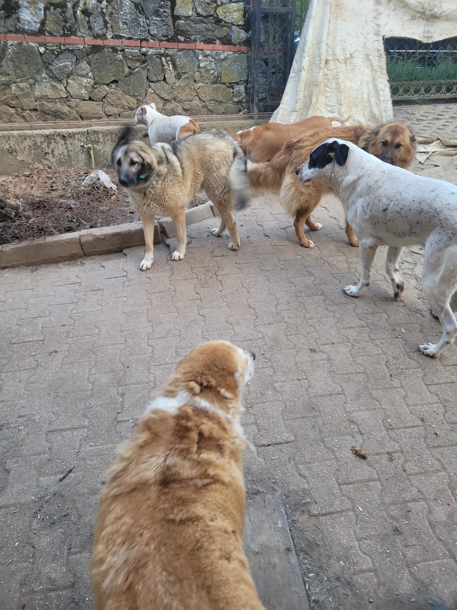 bu fotoğraf sizin için sadece bir köpek fotoğrafı olabilir 
bu fotoğrafta ve daha gözğkmeyen 9 köpeğim var pansiyonda. 
kimilerinin sponsoru var, kimileri yarı yolda kaldılar… 
5 senedir bakıyorum, terkedilenler de bu bahçede kalıyor… 
ben yine destek isteyeceğim sizden
9 köpek