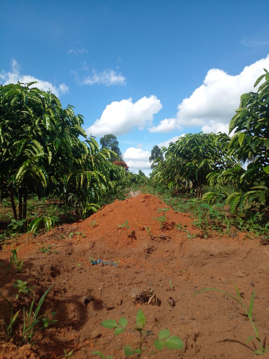 NickKugonza's tweet photo. The beauty behind farming is underated https://t.co/WBV9i8hthw