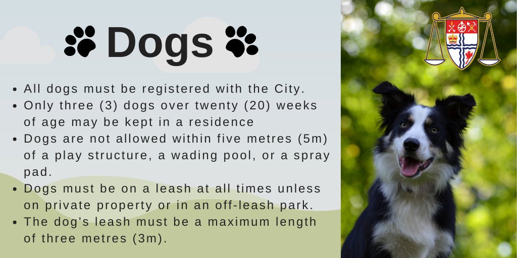 OttawaBylaw's tweet photo. As the weather improves, the number of complaints about dogs increases. 

Remember: as a dog owner it is your responsibility to follow the rules set out in the Animal Care and Control By-law:   https://t.co/mnfgf7TZmI #Ottcity https://t.co/vaBXVrvjqV