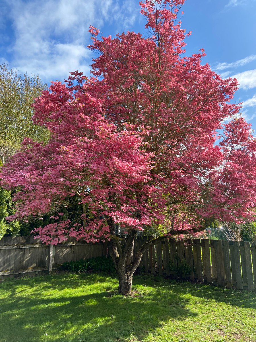 RandySmall's tweet image. Thursday Rating: 8/10! We have sunshine mixed at times with clouds for the final April day. With temps in the upper 60s to low 70s, this will be a great day.....to do lots of things outdoors (leave work early)!

April 30, 2026
#whatcomcounty #pnw #wawx