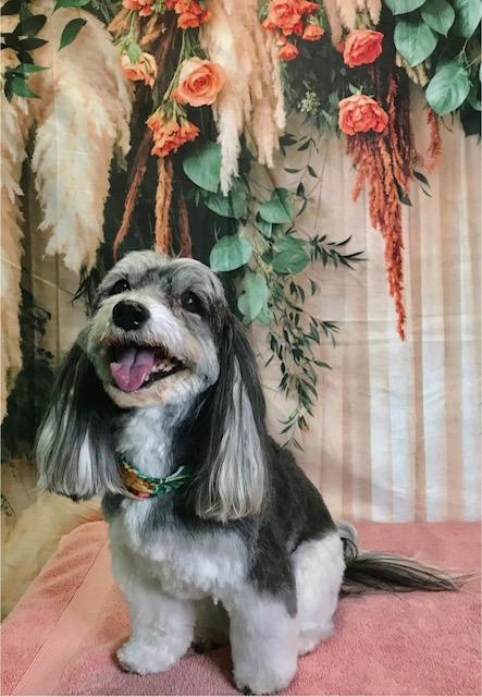StyleNPups's tweet image. Style N Pups of Jensen Beach, Your Top choice for Dog Grooming! #stylenpups #veteranownedbusiness #DogsofTwittter #DogsOnTwitter #jensenbeach #treasurecoast #Dog #TREASURECOAST #dogs #jensenbeach #martincounty #dogsarelove #dogsonx #PuppyLove #PuppyLovers