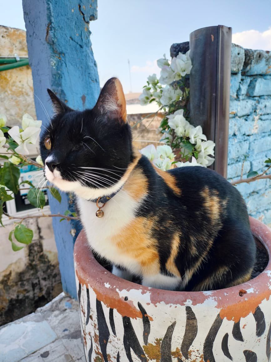 Tatianotzin Oficial🥦🎀 tweet media